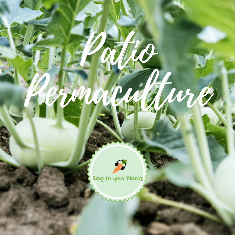 Patio Permaculture